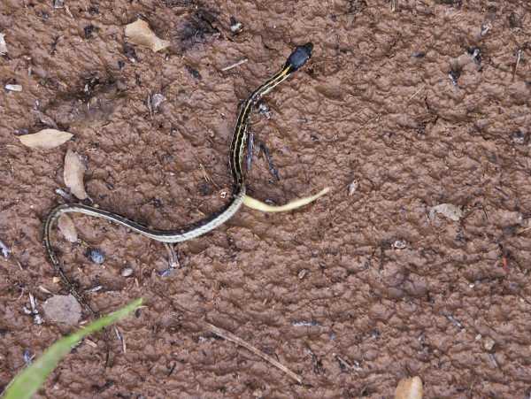 Black-necked Gartersnake Thamnophis cyrtopsis Garter Snake