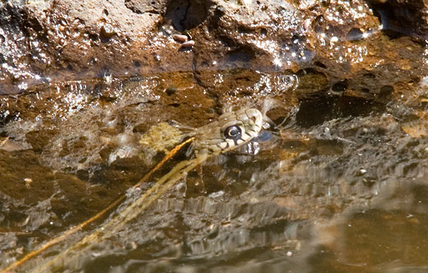Black-necked Gartersnake Thamnophis cyrtopsis Garter Snake