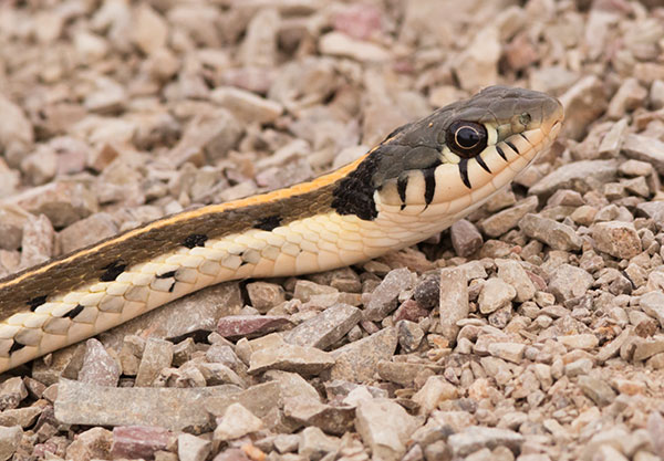 Black-necked Gartersnake Thamnophis cyrtopsis Garter Snake