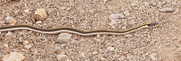 Black-necked Gartersnake Thamnophis cyrtopsis Garter Snake