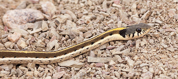 Black-necked Gartersnake Thamnophis cyrtopsis Garter Snake