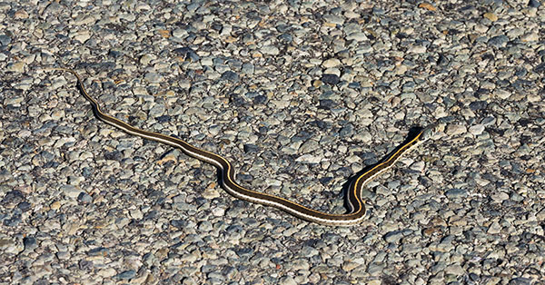 Black-necked Gartersnake Thamnophis cyrtopsis Garter Snake