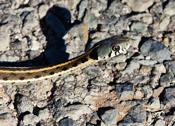 Black-necked Gartersnake Thamnophis cyrtopsis Garter Snake