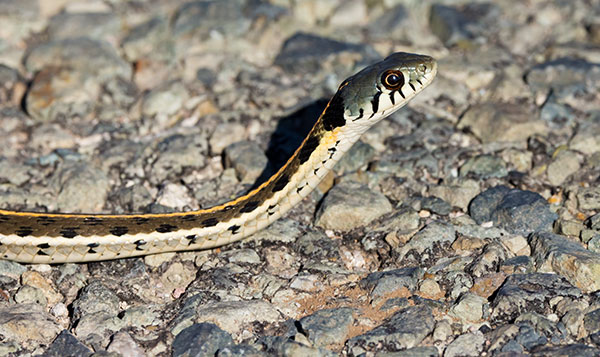 Black-necked Gartersnake Thamnophis cyrtopsis Garter Snake