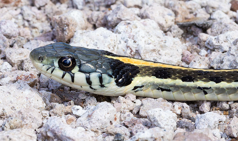 Black-necked Gartersnake Thamnophis cyrtopsis Garter Snake