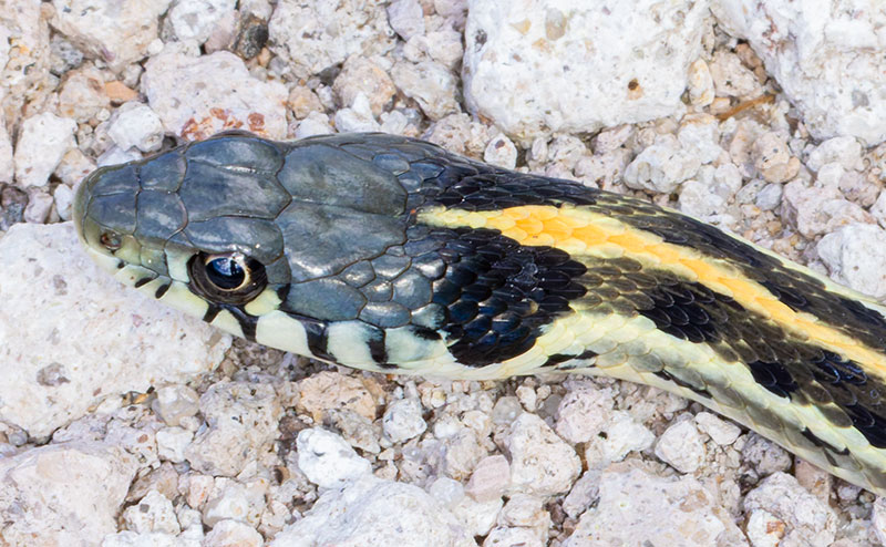 Black-necked Gartersnake Thamnophis cyrtopsis Garter Snake