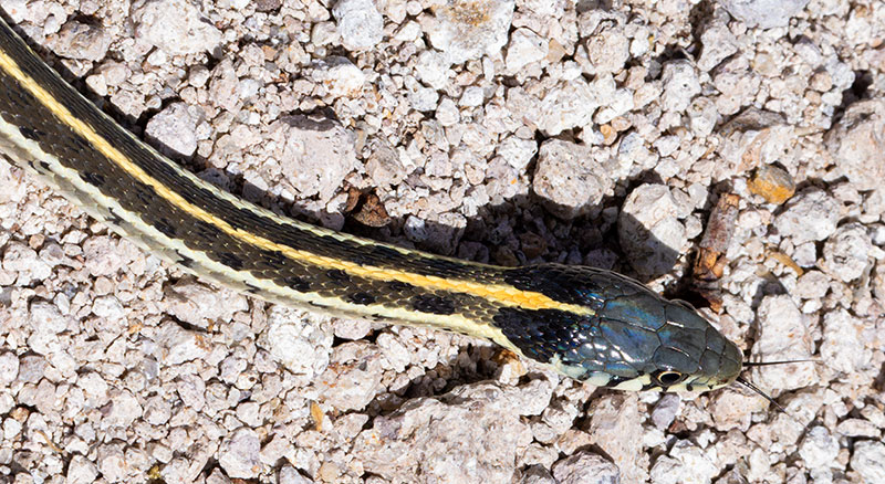 Black-necked Gartersnake Thamnophis cyrtopsis Garter Snake