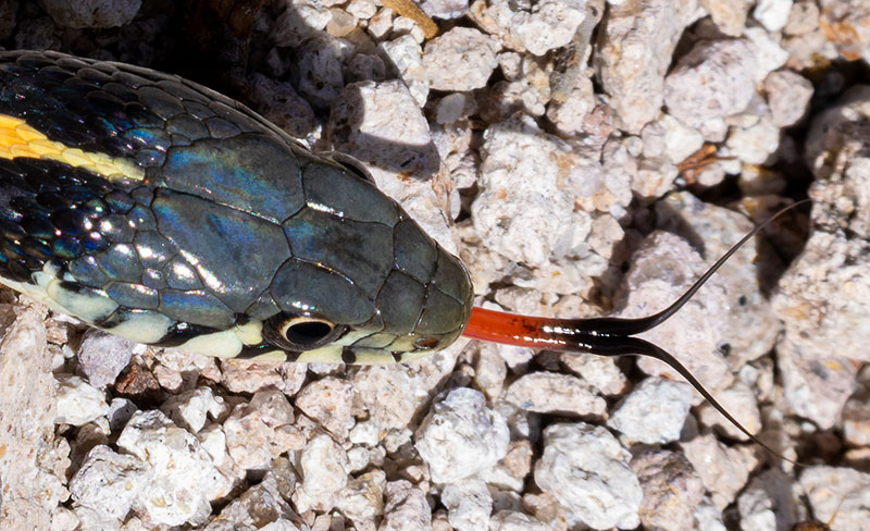 Black-necked Gartersnake Thamnophis cyrtopsis Garter Snake