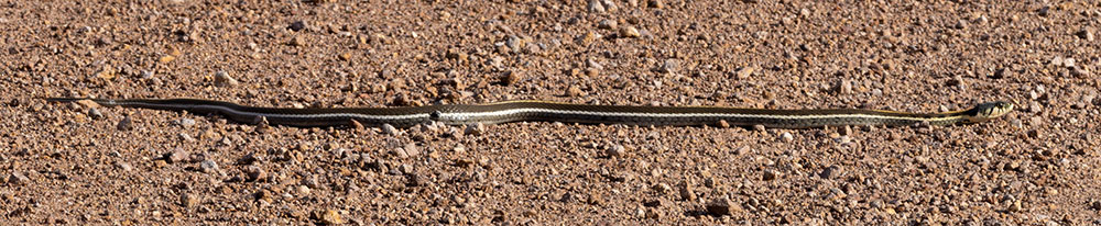 Black-necked Gartersnake Thamnophis cyrtopsis Garter Snake