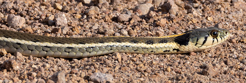 Black-necked Gartersnake Thamnophis cyrtopsis Garter Snake
