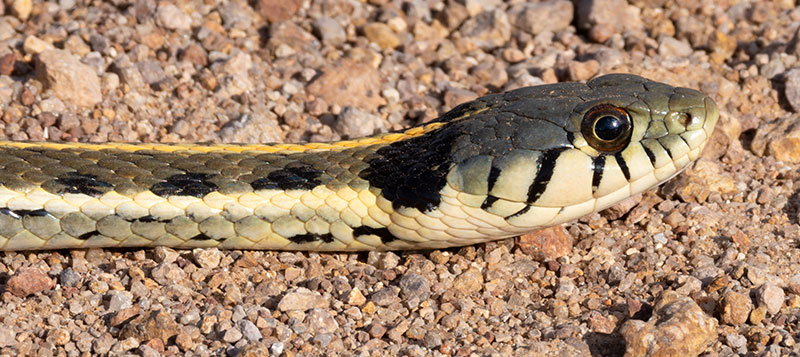 Black-necked Gartersnake Thamnophis cyrtopsis Garter Snake