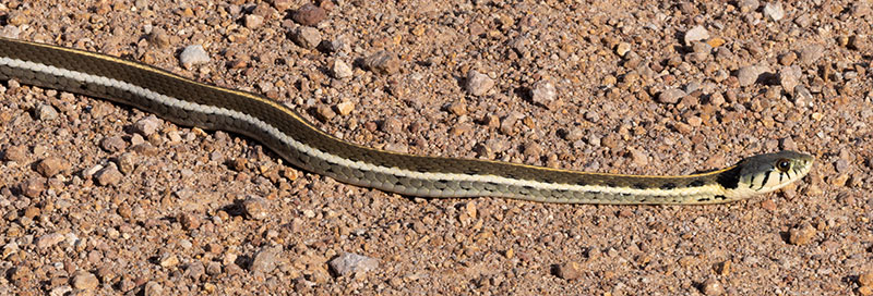 Black-necked Gartersnake Thamnophis cyrtopsis Garter Snake
