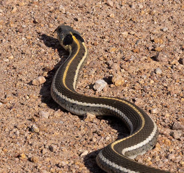 Black-necked Gartersnake Thamnophis cyrtopsis Garter Snake