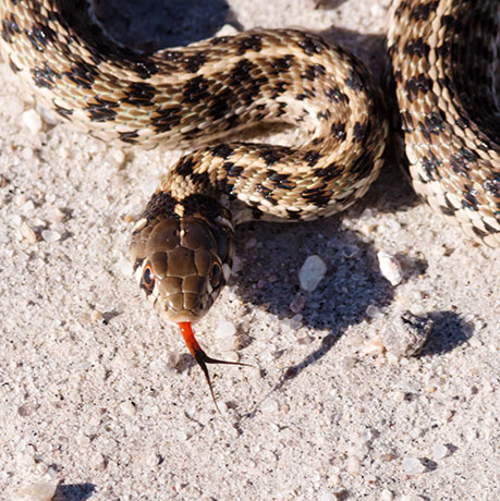 Checkered Gartersnakes Thamnophis marcianus Garter Snake