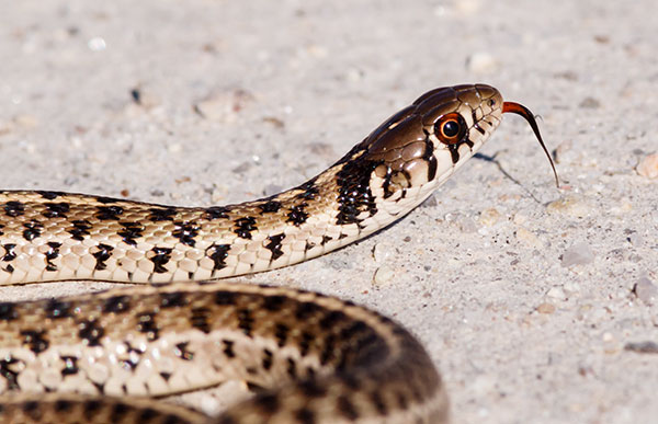Checkered Gartersnakes Thamnophis marcianus Garter Snake