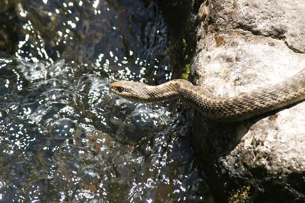 Terrestrial Gartersnake Thamnophis elegans Garter Snake