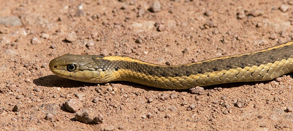 Terrestrial Gartersnake Thamnophis elegans Garter Snake