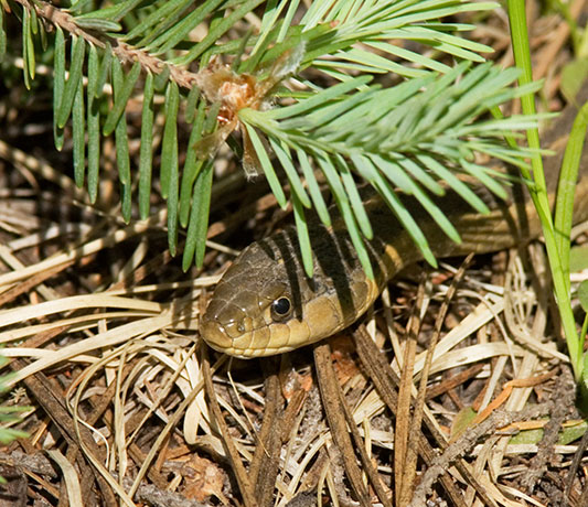 Terrestrial Gartersnake Thamnophis elegans Garter Snake
