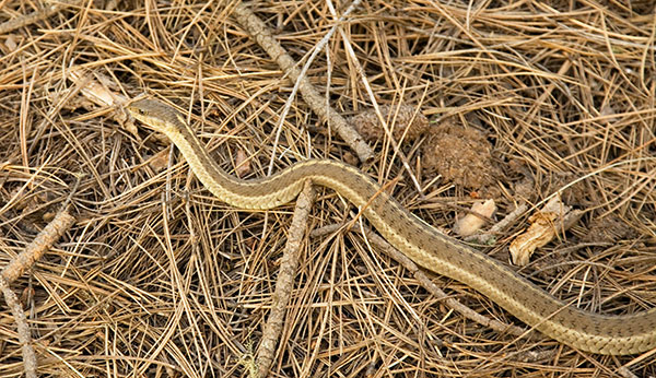Terrestrial Gartersnake Thamnophis elegans Garter Snake