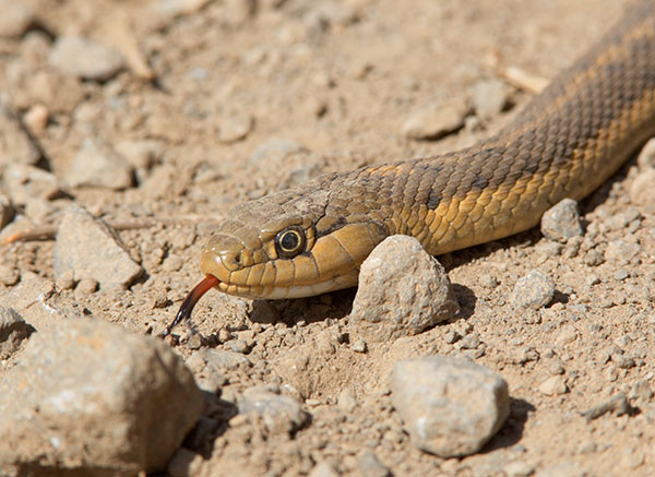 Terrestrial Gartersnake Thamnophis elegans Garter Snake