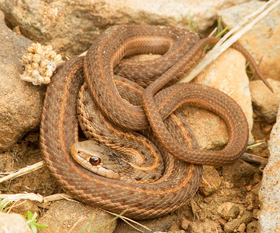 Terrestrial Gartersnake Thamnophis elegans Garter Snake
