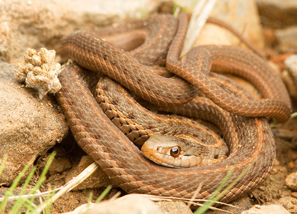 Terrestrial Gartersnake Thamnophis elegans Garter Snake