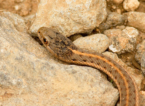 Terrestrial Gartersnake Thamnophis elegans Garter Snake