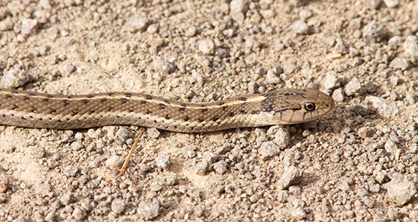Terrestrial Gartersnake Thamnophis elegans Garter Snake