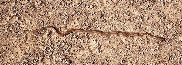 Terrestrial Gartersnake Thamnophis elegans Garter Snake