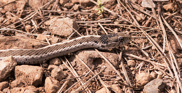 Terrestrial Gartersnake Thamnophis elegans Garter Snake