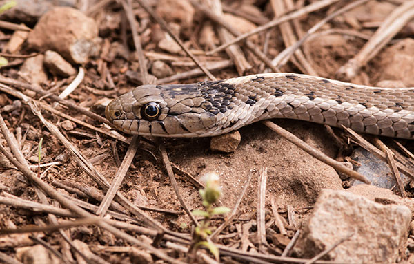 Terrestrial Gartersnake Thamnophis elegans Garter Snake