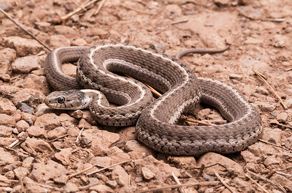 Terrestrial Gartersnake Thamnophis elegans Garter Snake