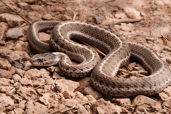 Terrestrial Gartersnake Thamnophis elegans Garter Snake