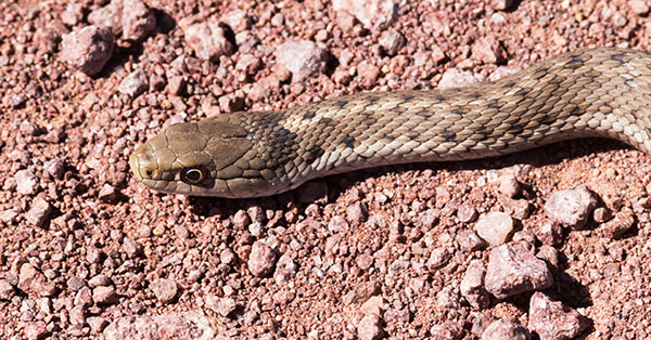 Terrestrial Gartersnake Thamnophis elegans Garter Snake