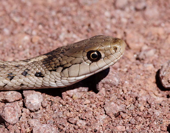 Terrestrial Gartersnake Thamnophis elegans Garter Snake