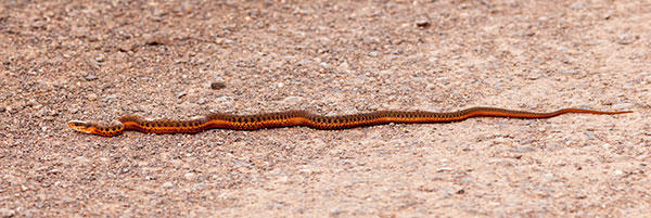 Terrestrial Gartersnake Thamnophis elegans Garter Snake