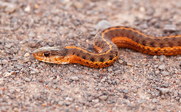 Terrestrial Gartersnake Thamnophis elegans Garter Snake