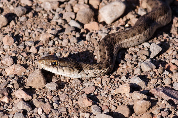 Terrestrial Gartersnake Thamnophis elegans Garter Snake