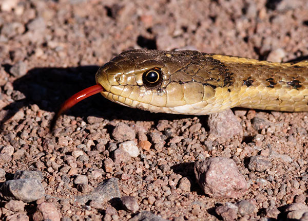 Terrestrial Gartersnake Thamnophis elegans Garter Snake