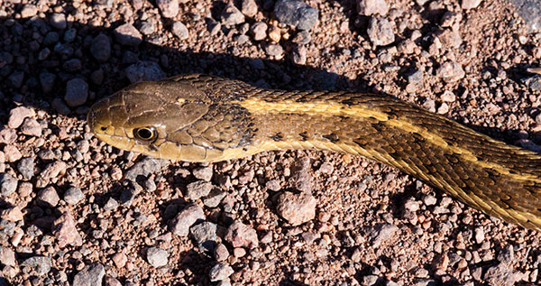 Terrestrial Gartersnake Thamnophis elegans Garter Snake