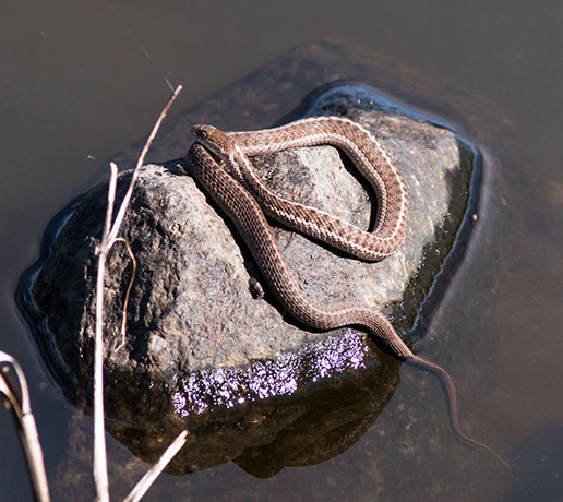 Terrestrial Gartersnake Thamnophis elegans Garter Snake