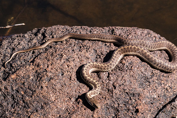 Terrestrial Gartersnake Thamnophis elegans Garter Snake