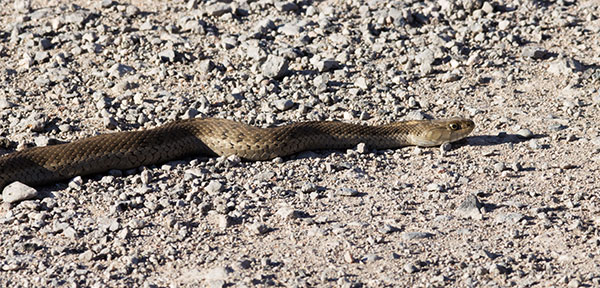 Terrestrial Gartersnake Thamnophis elegans Garter Snake