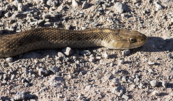 Terrestrial Gartersnake Thamnophis elegans Garter Snake