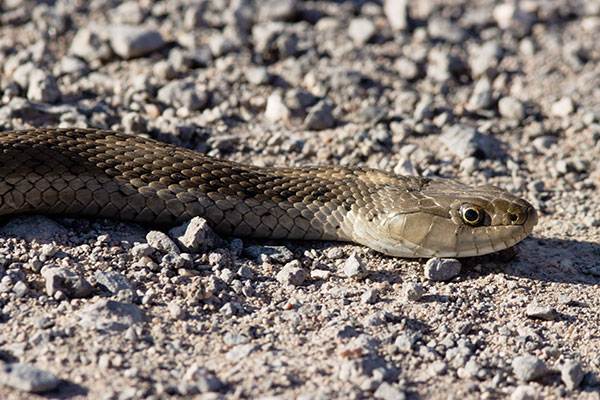 Terrestrial Gartersnake Thamnophis elegans Garter Snake
