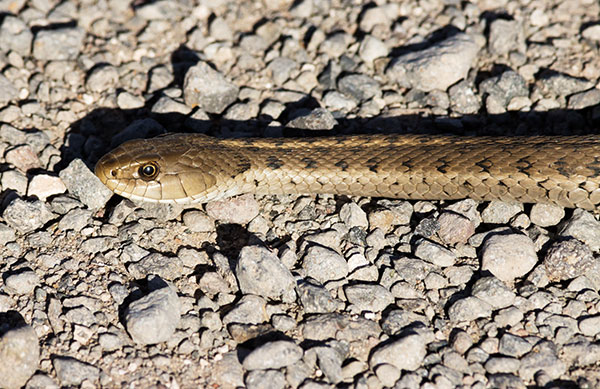 Terrestrial Gartersnake Thamnophis elegans Garter Snake
