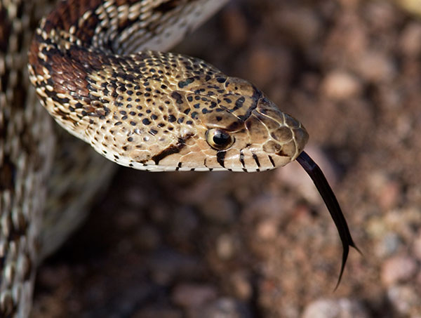 Gophersnake Pituophis catenifer head only