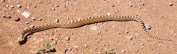 Gophersnake Pituophis catenifer gopher snake
