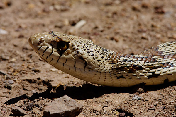 Gophersnake Pituophis catenifer gopher snake
