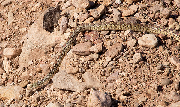 Gophersnake Pituophis catenifer gopher snake
